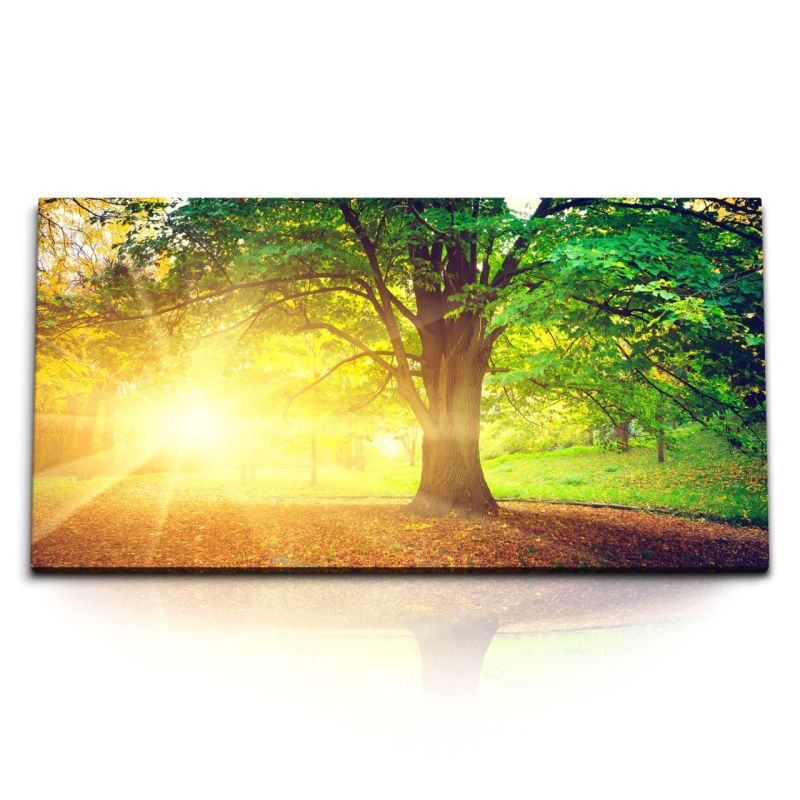 Kunstdruck Bilder 120x60cm Großer Baum Park Herbst Herbstblätter Sonnenstrahl