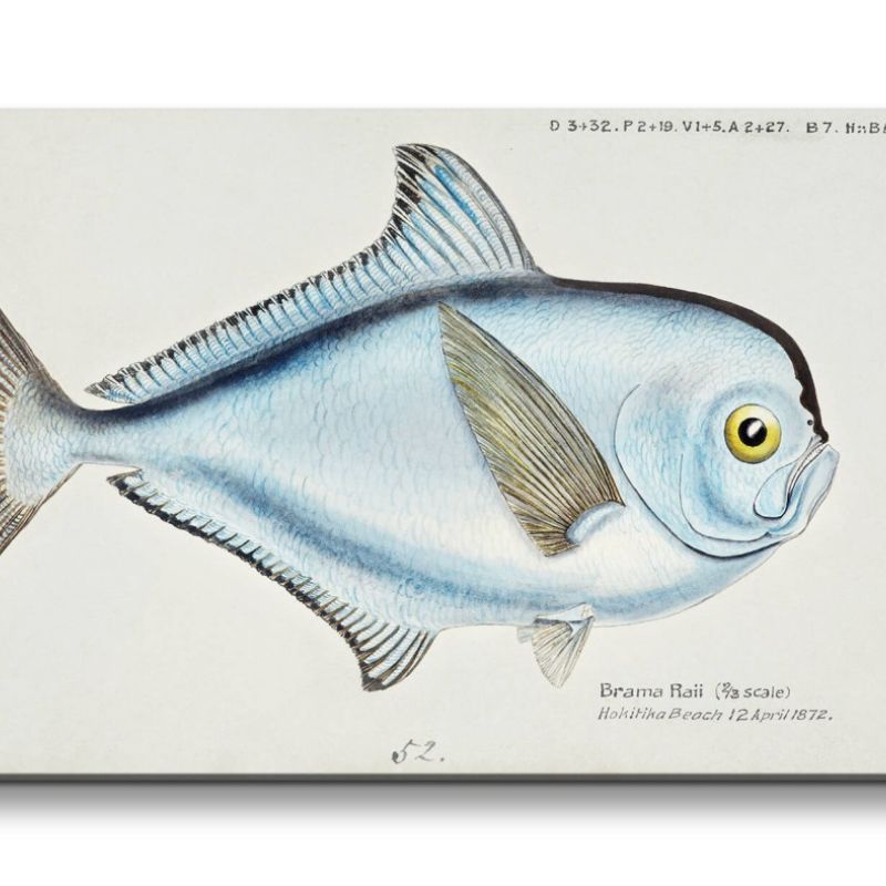 Remaster 120x60cm Alte Illustration Fisch Brachsenmakrele Dekorativ Schön Kunstvoll