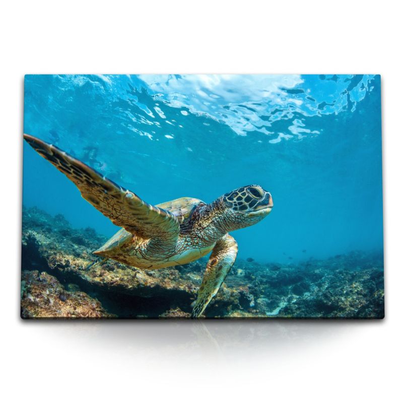 120x80cm Wandbild auf Leinwand Seeschildkröte unter Wasser Korallen Blau Ozean