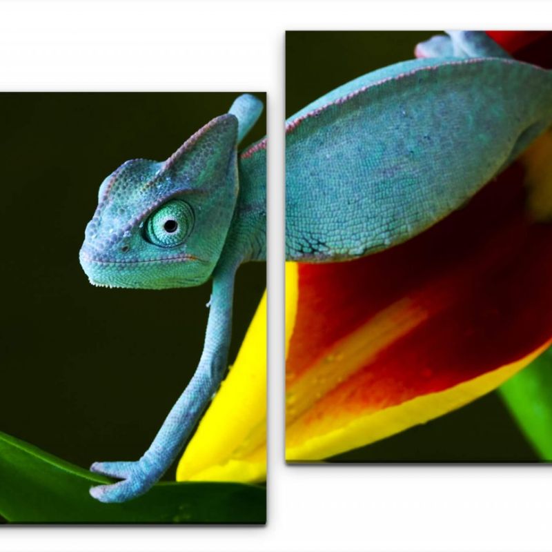 Chamäleon auf Tulpenblüte Wandbild in verschiedenen Größen