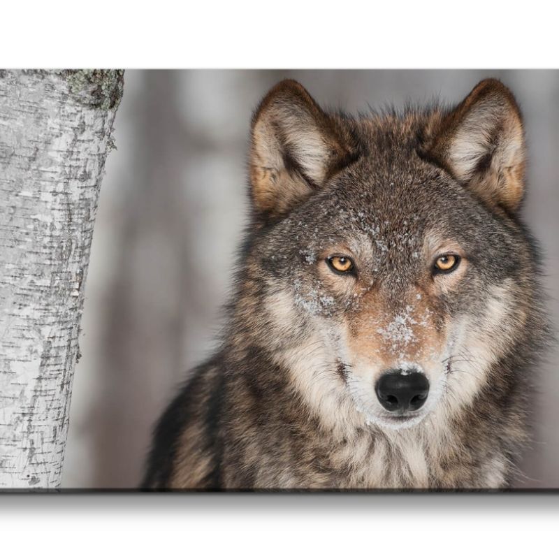 Leinwandbild 120x60cm Grauer Wolf Alpha Tier Wald Wild Mystisch