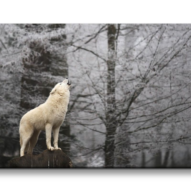 Leinwandbild 120x60cm Weißer Wolf Wald schönes Tier Alpha Natur Wild