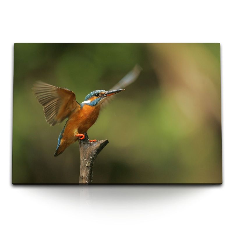 120x80cm Wandbild auf Leinwand Eisvogel kleiner Vogel Tierfotografie Grün Natur