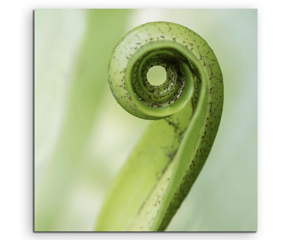 Naturfotografie –  Exotisches eingerolltes Blatt auf Leinwand