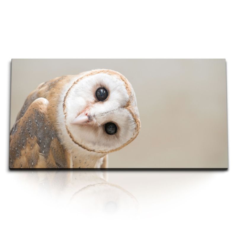 Kunstdruck Bilder 120x60cm Schleiereule Eule Tierfotografie Vogel Porträt