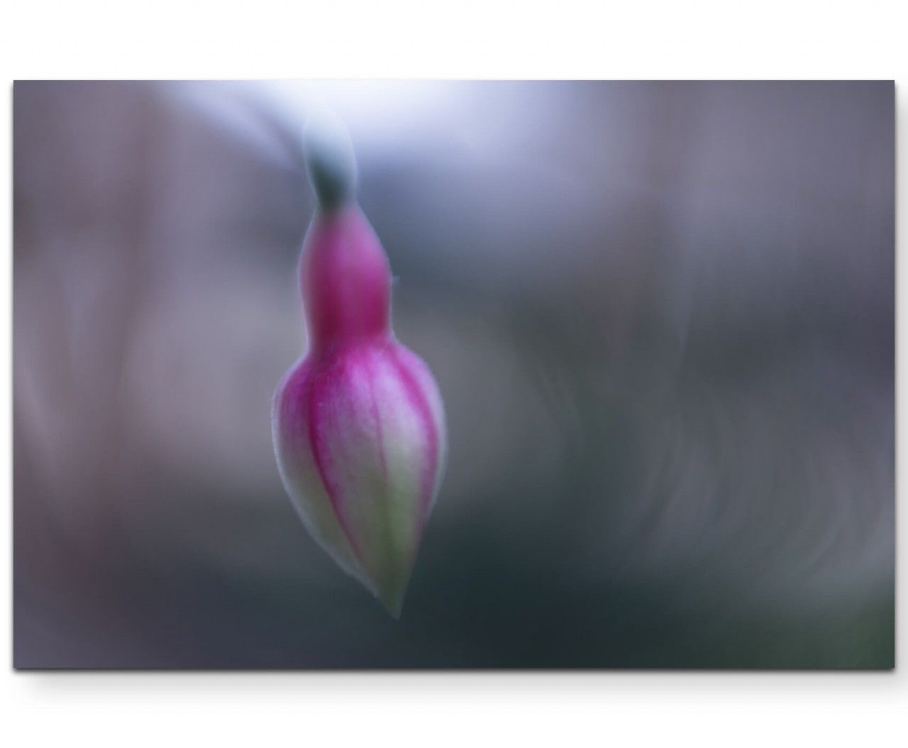 Fuchsia  rosa Blüte – Leinwandbild