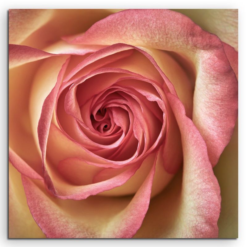 Naturfotografie –  Rosa gelbe Rose auf Leinwand