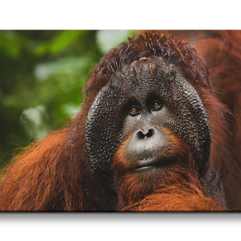 Leinwandbild 120x60cm Orang-Utan Affe Tierfotografie Dschungel Menschenaffe