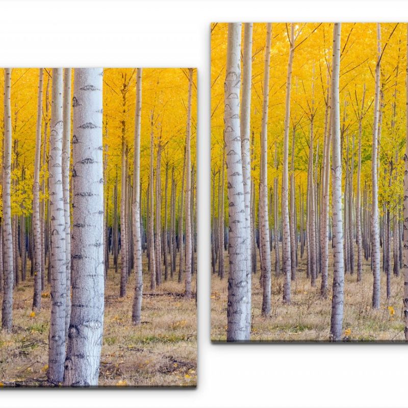 Herbst Birke Wandbild in verschiedenen Größen