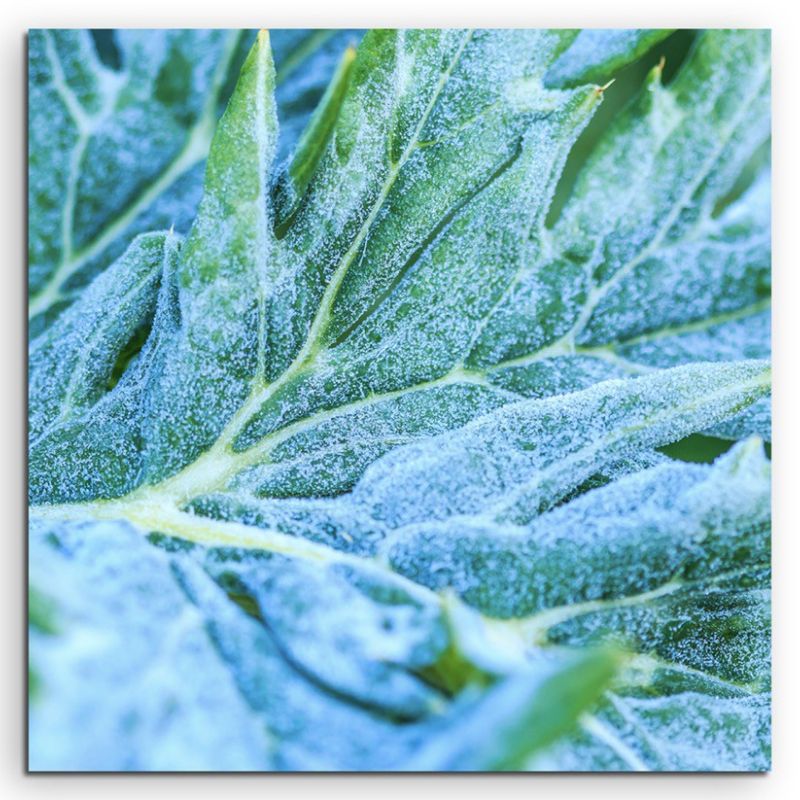 Naturfotografie –   Gemüseblatt mit Frost auf Leinwand