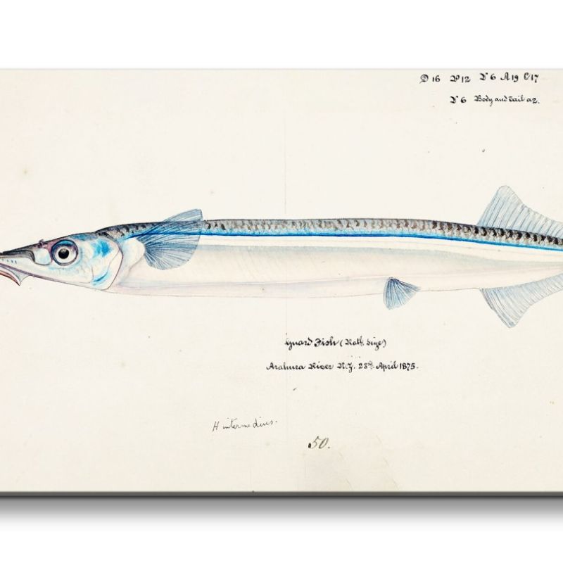 Remaster 120x60cm Alte Illustration Fisch Hecht Tiefsee Ozean Vintage Evolution Dekorativ