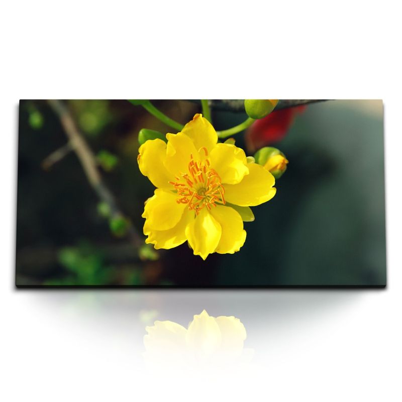 Kunstdruck Bilder 120x60cm Gelbe Baumblüte Blüte Frühling Ast Natur