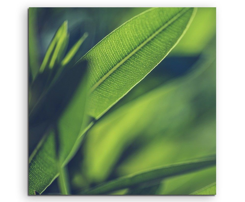 Naturfotografie –  Grüne Pflanzen Hintergrund auf Leinwand