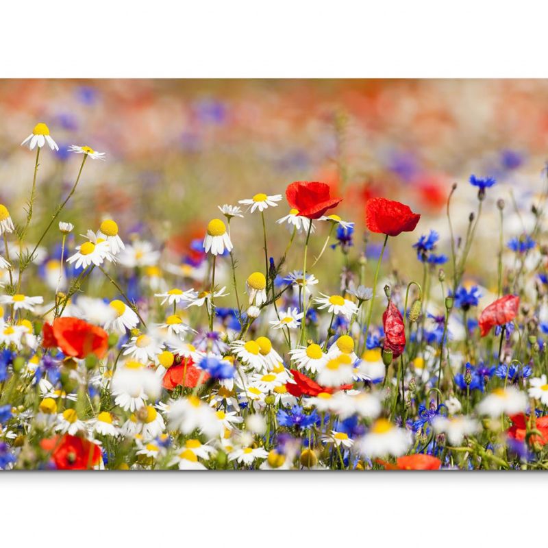 120x80cm Wandbild Blumenwiese Frühling