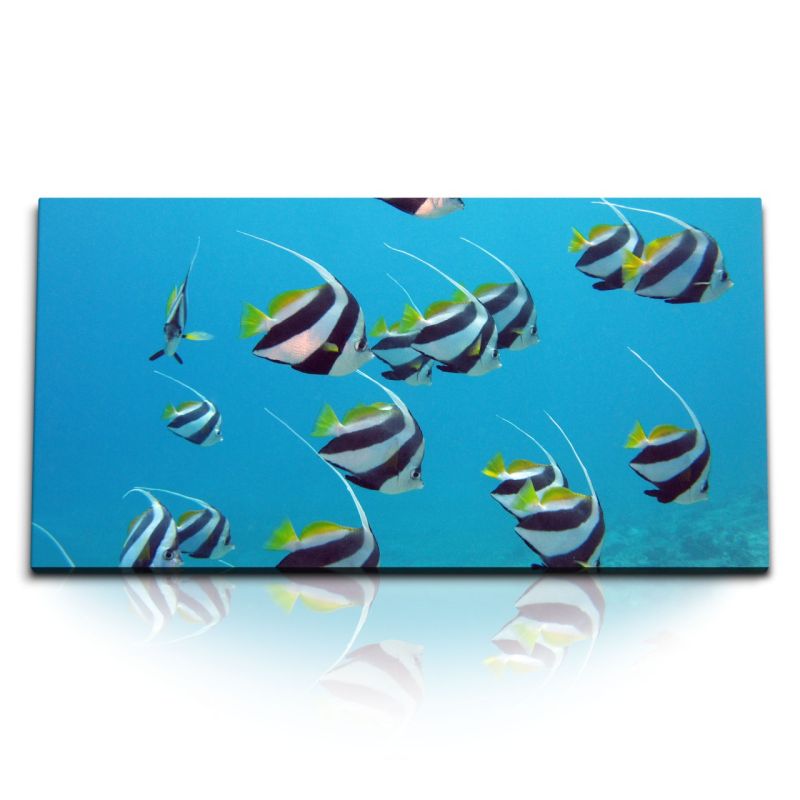 Kunstdruck Bilder 120x60cm Schwarm Wimpelfisch tropische Fische unter Wasser Blau