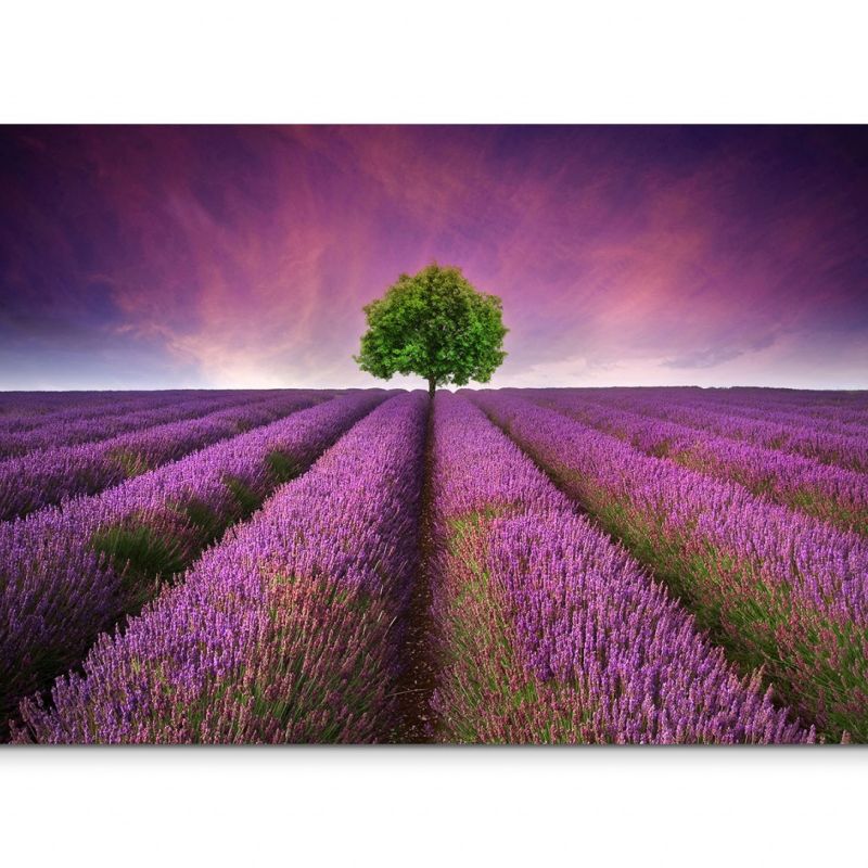 120x80cm Wandbild Lavendelfeld Baum Sommer