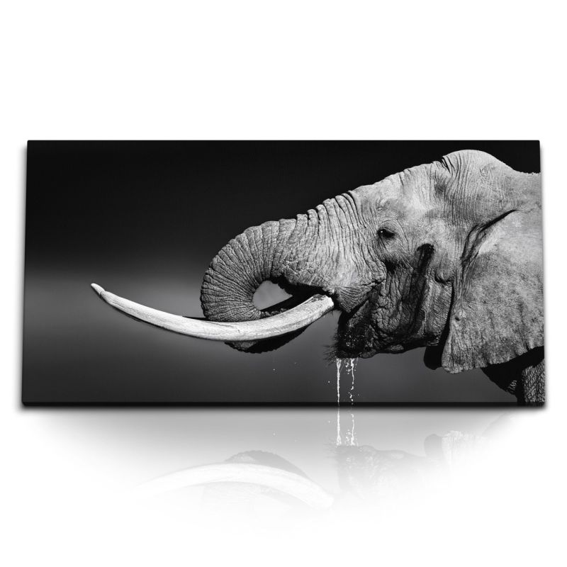 Kunstdruck Bilder 120x60cm Elefant Stoßzähne Schwarz Weiß Tierfotografie