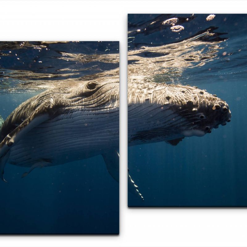 Waal im Wasser Wandbild in verschiedenen Größen