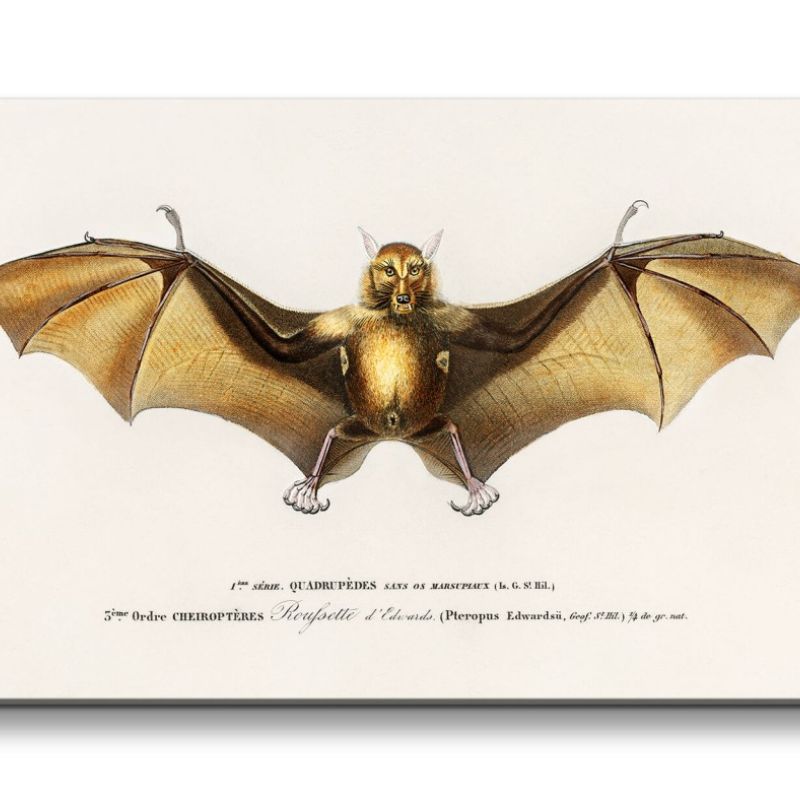 Remaster 120x60cm Fledermaus Flughund alte Illustration Wissenschaft Dekorativ