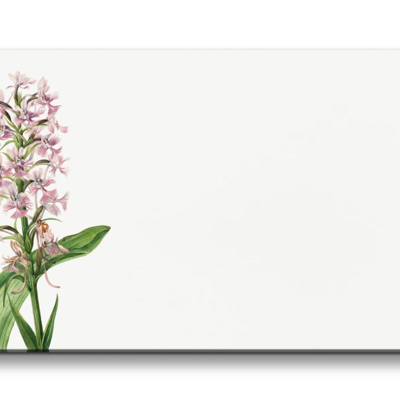 Remaster 120x60cm Botanische Vintage Illustration große Orchidee Purpur Minimal Dekorativ