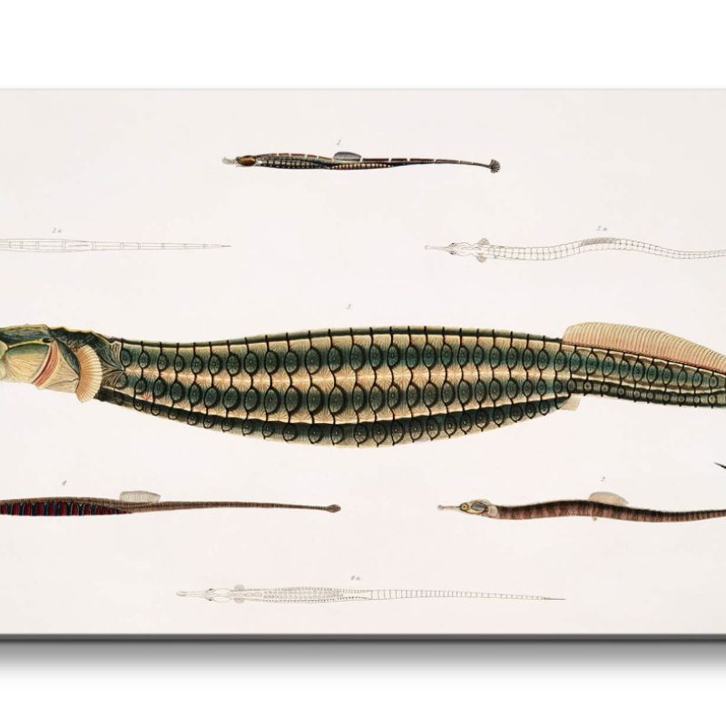 Remaster 120x60cm Alte Illustration Zoologie Pfeifenfisch Fisch Vintage Forschung Dekorativ