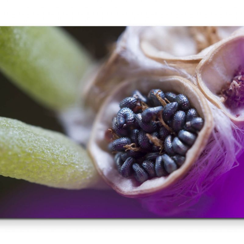 Samen Blüte  Macroaufnahme – Leinwandbild