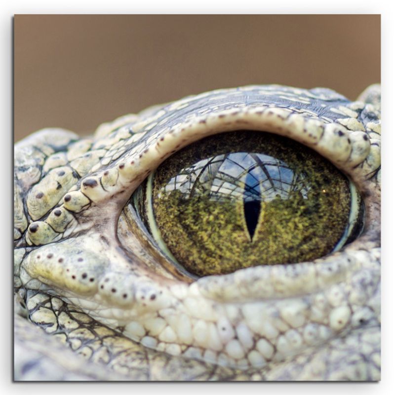 Tierfotografie – Auge eines Alligators auf Leinwand