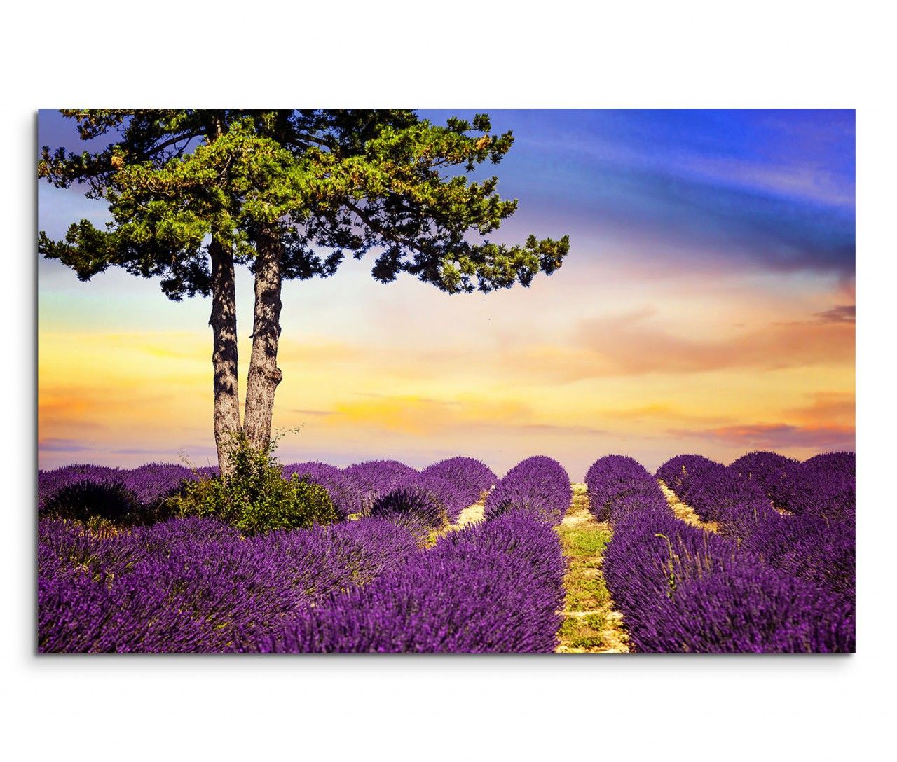 120x80cm Wandbild Provence Lavendelfeld Baum Sommer