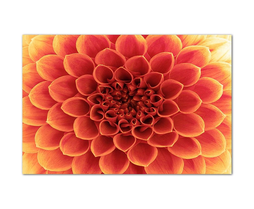 120x80cm Blume Blütenblätter makro rot