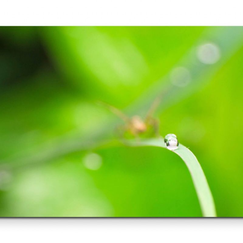 Wassertropfen + Hintergrund in Grasgrün – Leinwandbild