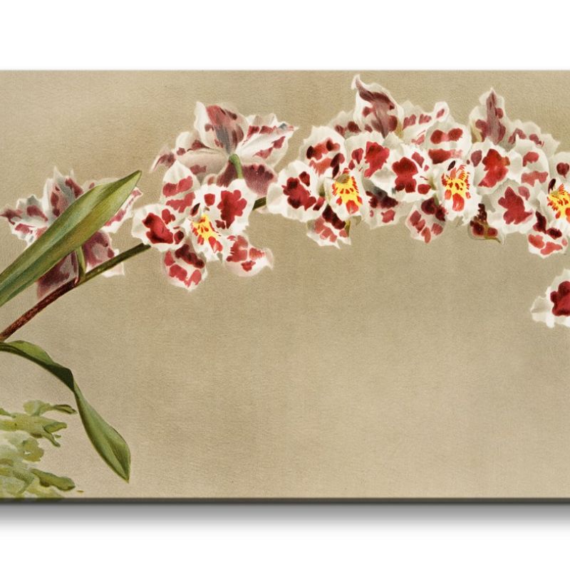 Remaster 120x60cm Schöne Orchidee Blüten Blume Kunstvoll Dekorativ Illustration