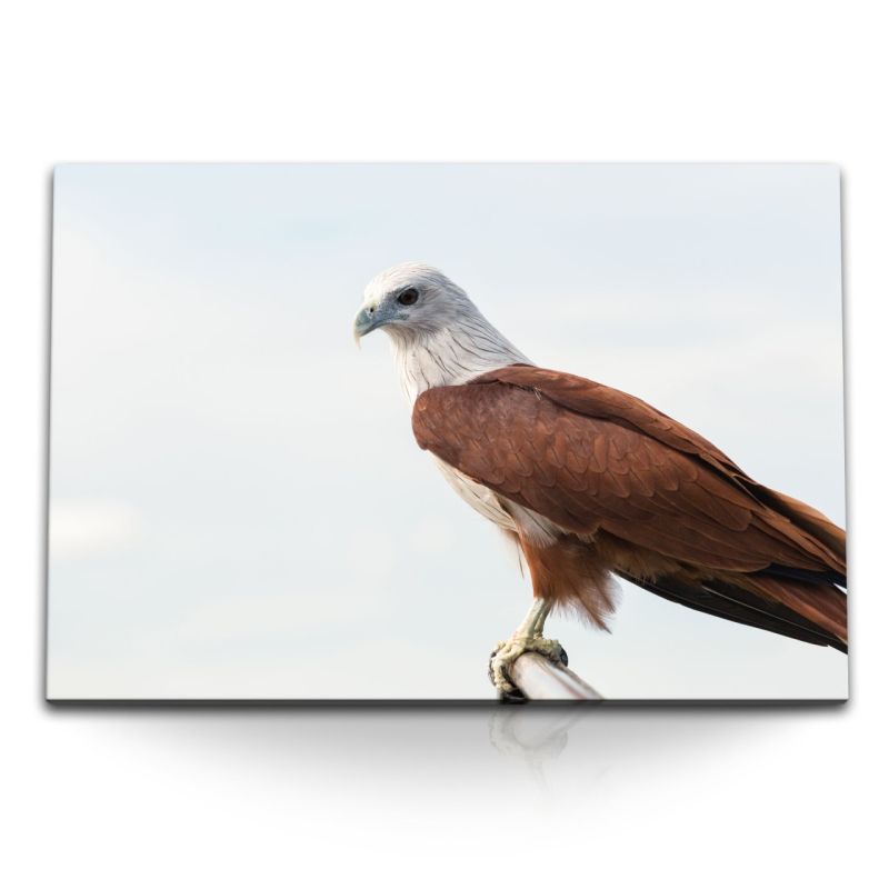 120x80cm Wandbild auf Leinwand Brahminenweih Raubvogel Vogelfotografie Greifvogel