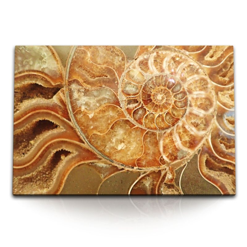 120x80cm Wandbild auf Leinwand Fossil Schneckenhaus Spirale Kunstvoll Dekorativ