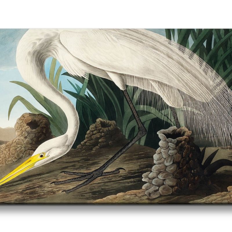 Remaster 120x60cm Kunstvolle Vintage Illustration von Vögel Exotisch Schön Natur Dekorativ