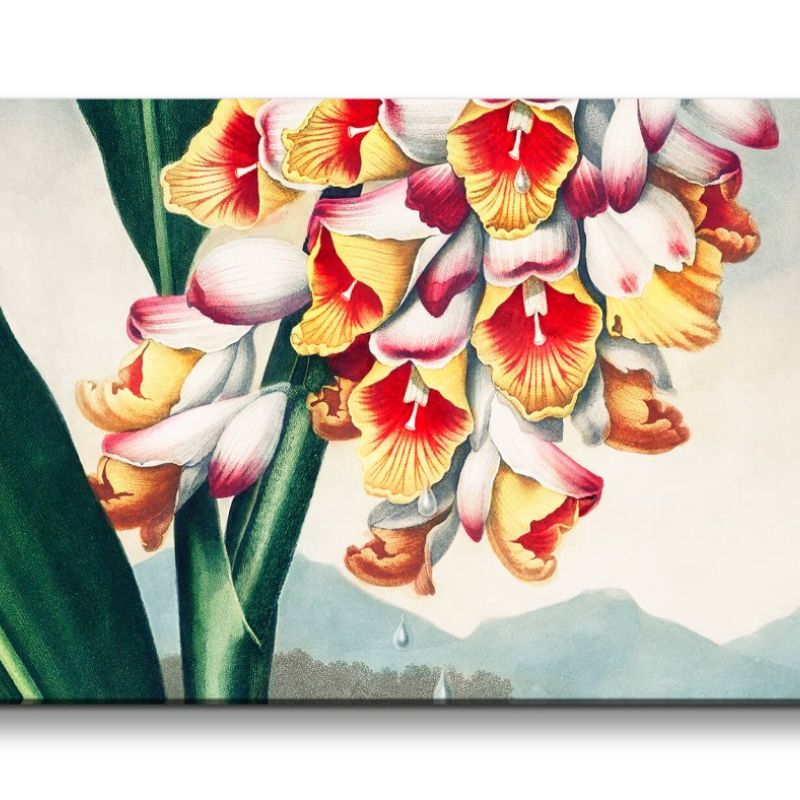 Remaster 120x60cm Robert John Thornton The Nodding Renealmia Blume Illustration Kunstvoll