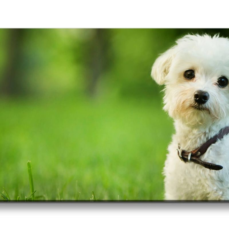 Leinwandbild 120x60cm Malteser Hund süßer kleiner Welpe im Gras Niedlich