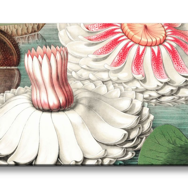 Remaster 120x60cm Victoria Regia Berühmtes Bild Wasserlilie Blüten Vintage Kunstvoll