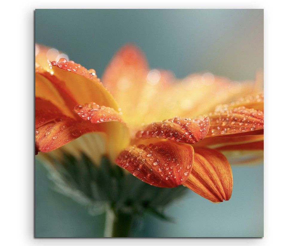 Naturfotografie –  Orange Blüte mit Tautropfen auf Leinwand