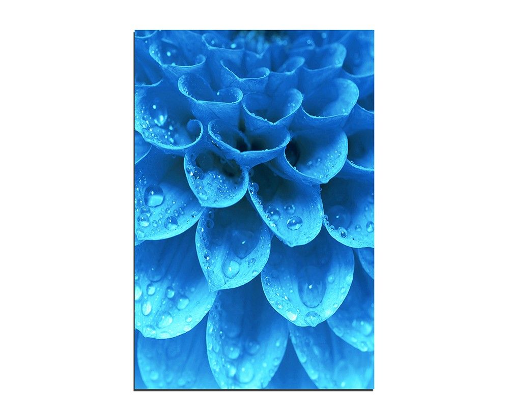 120x80cm Pflanze Blütenblätter Wassertropfen blau