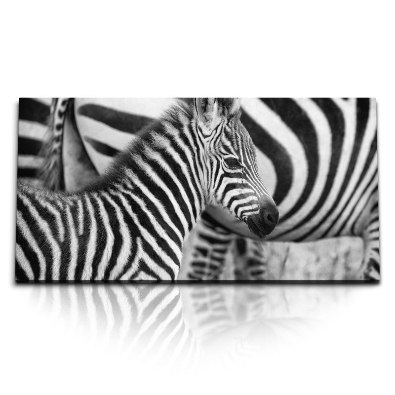 Kunstdruck Bilder 120x60cm Kleines Zebra Zebrababy Schwarz Weiß Tierfotografie