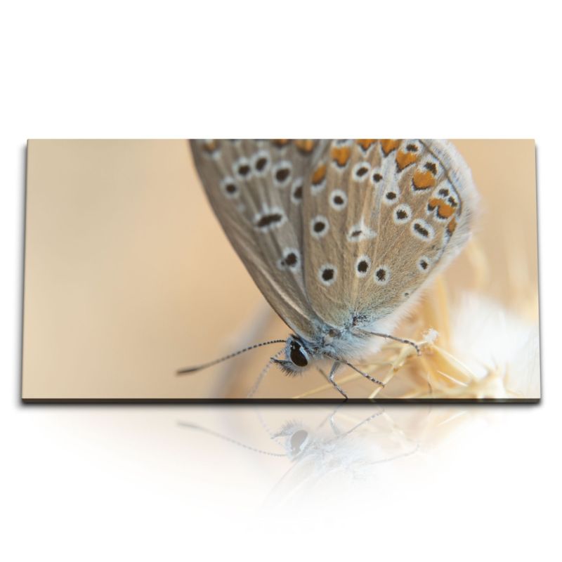 Kunstdruck Bilder 120x60cm Makrofotografie Schmetterling Natur Tierfotografie