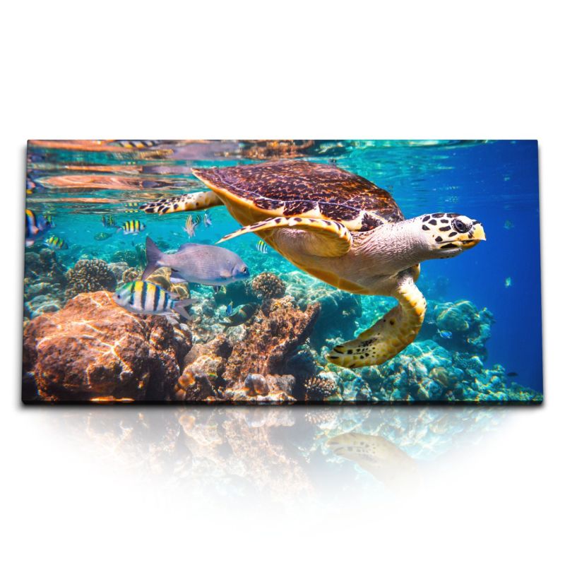 Kunstdruck Bilder 120x60cm Wasserschildkröte Korallen Korallenriff unter Wasser