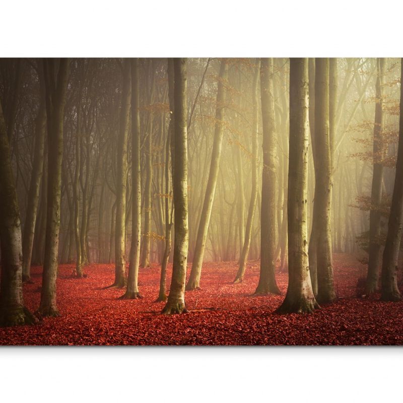 120x80cm Wandbild Wald Bäume Laub Herbst Morgenlicht