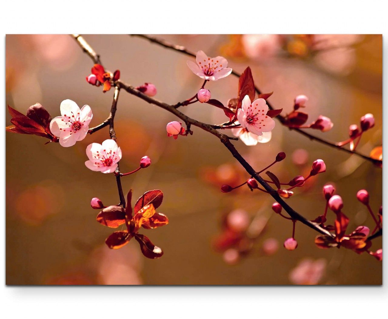 Naturfotografie  japanische Kirschblüten – Leinwandbild