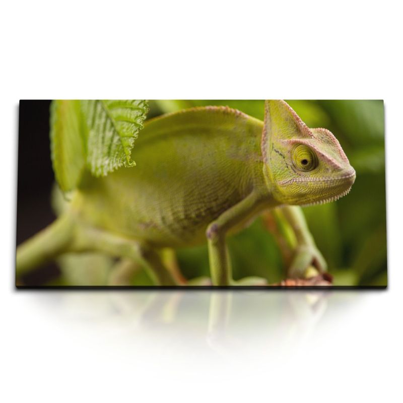 Kunstdruck Bilder 120x60cm Chamäleon Regenwald Tropisch Grün Tierfotografie