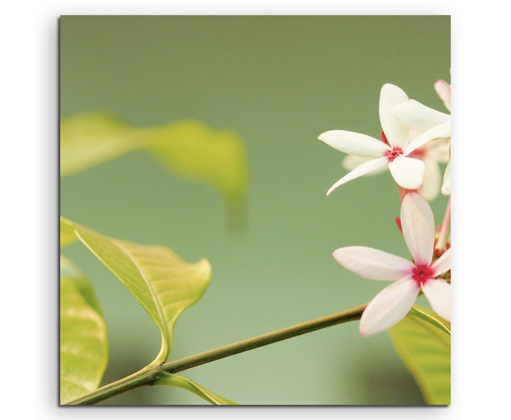 Naturfotografie –  Zartrosa Blüten auf Leinwand