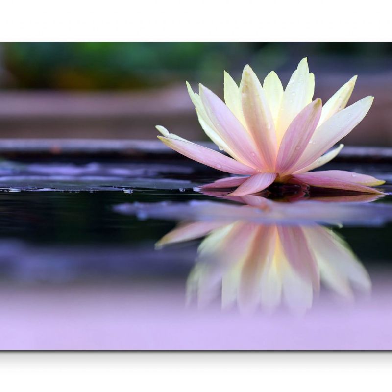 Fotografie  Lotusblüte mit Wasserspiegelung – Leinwandbild