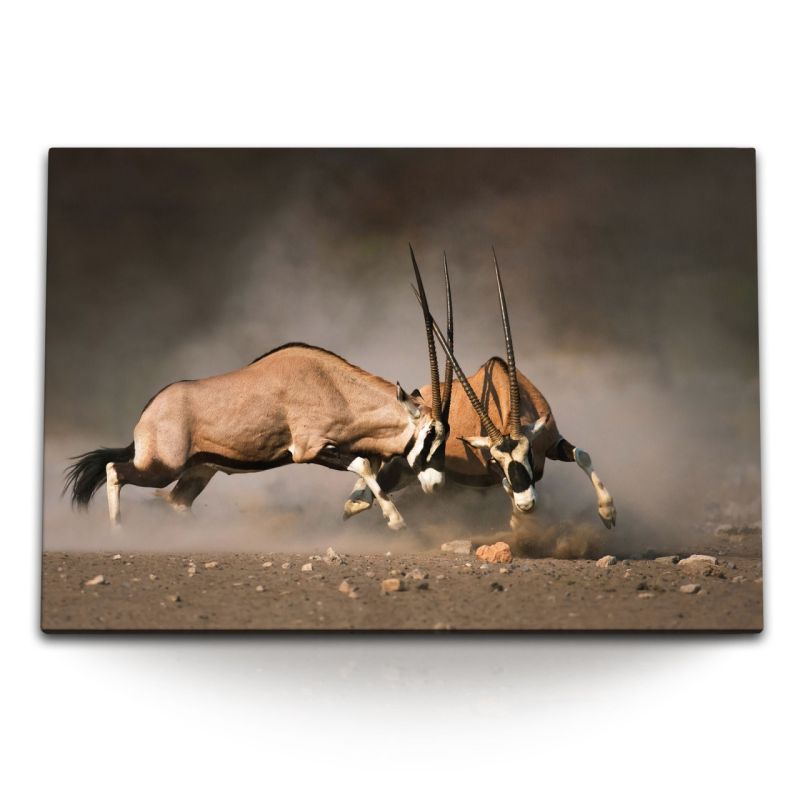 120x80cm Wandbild auf Leinwand Bullenkampf Spießbock Natur Tierfotografie Afrika