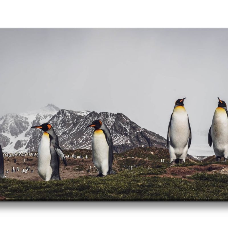 Leinwandbild 120x60cm Kaiserpinguine Pinguine Eis Antarktis Pinguinkolonie