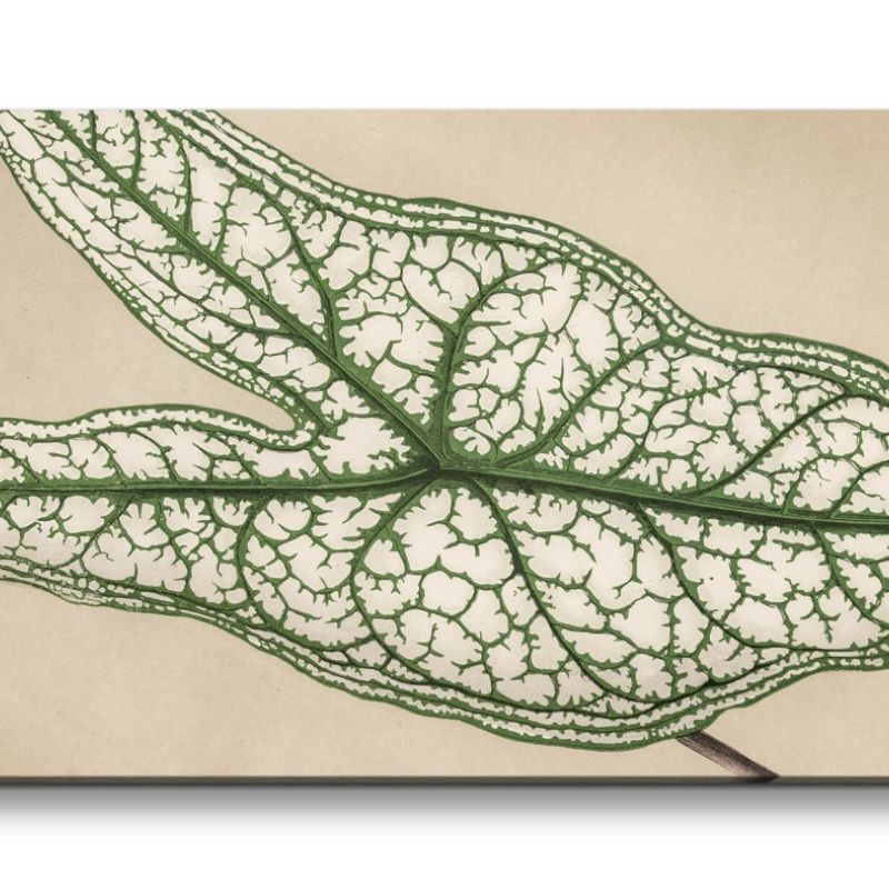 Remaster 120x60cm Botanische Illustration Blatt Blattstruktur Dekorativ Kunstvoll